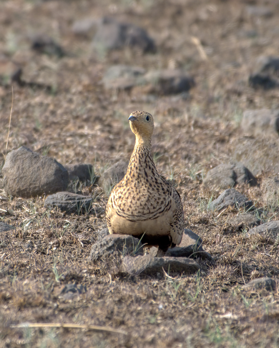 Рябок пустельний - ML644514341