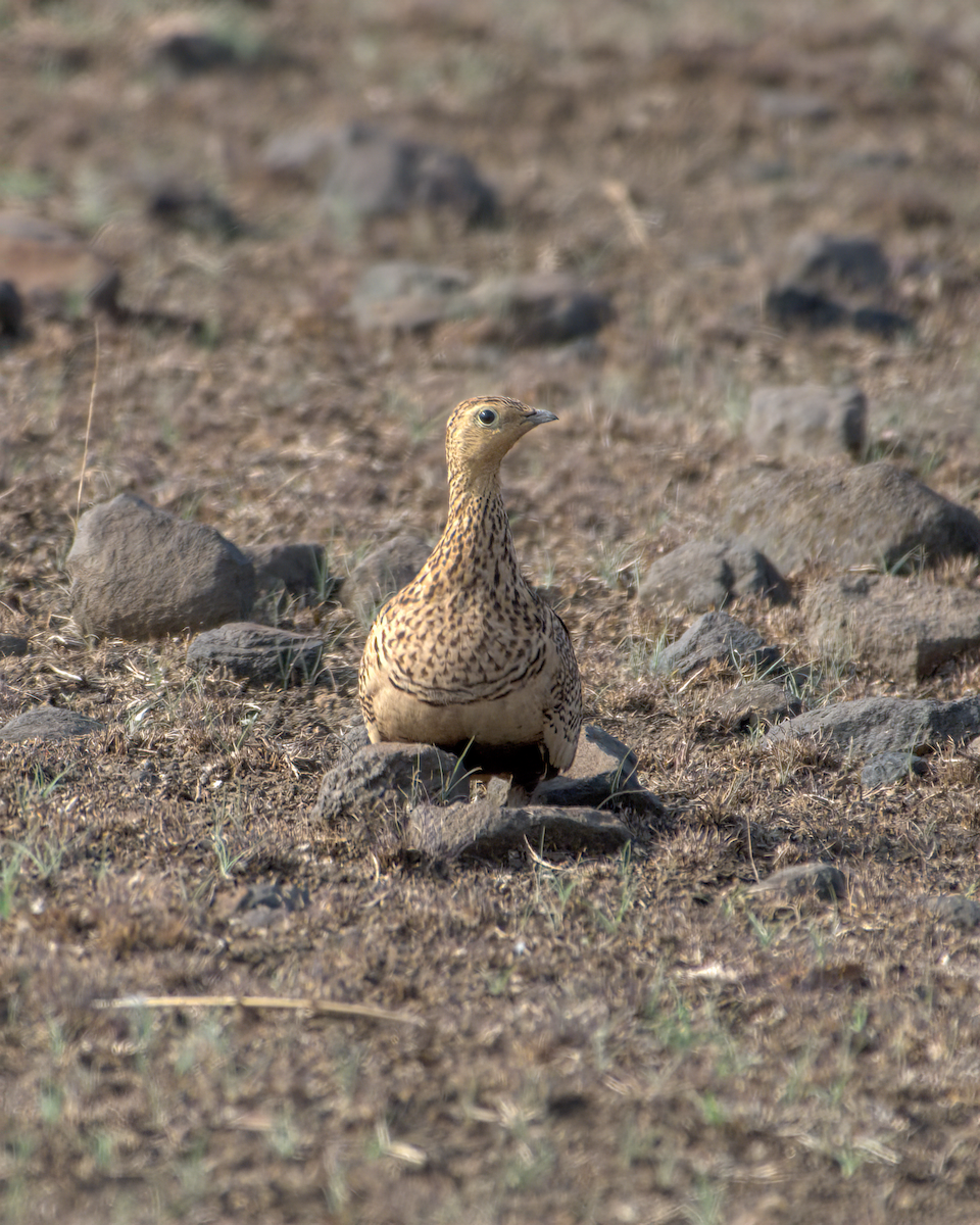 Рябок пустельний - ML644514342