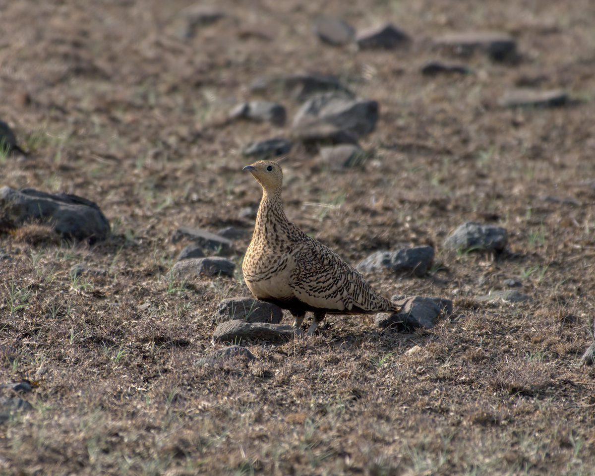 Рябок пустельний - ML644514343