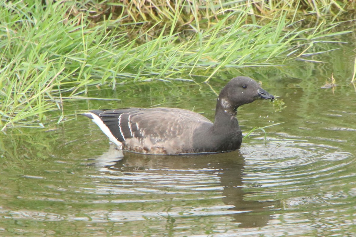 Казарка чорна - ML644514344