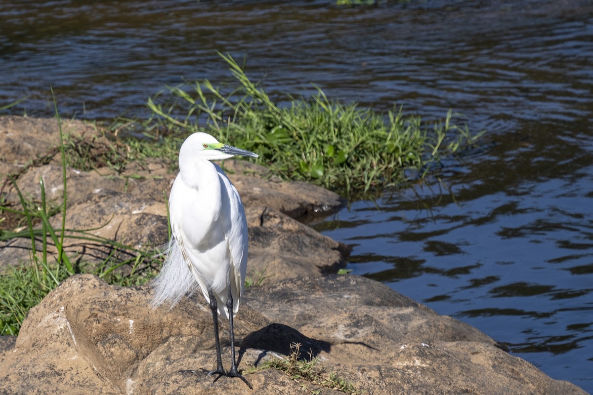 Чапля жовтодзьоба - ML644514345