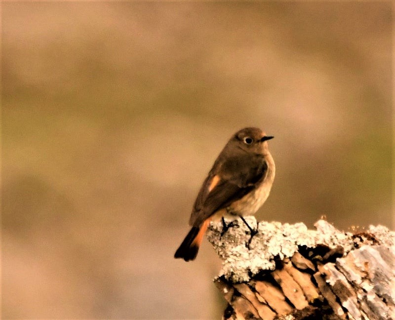 Горихвістка синьолоба - ML644514347