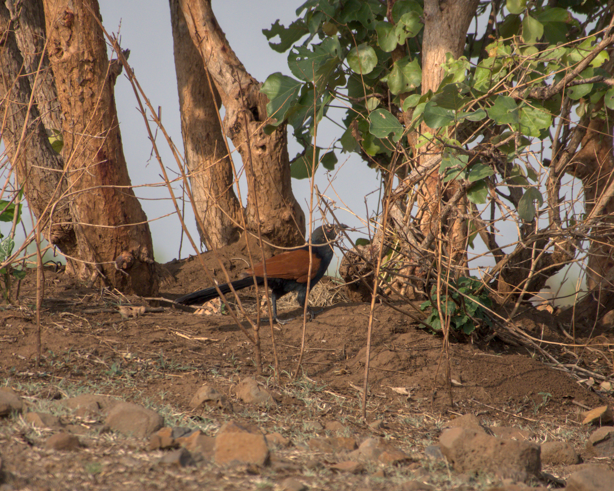 Коукал рудокрилий - ML644514348