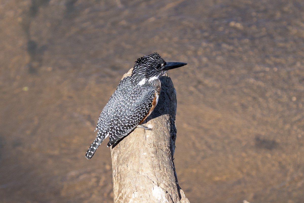 Рибалочка-чубань африканський - ML644514349