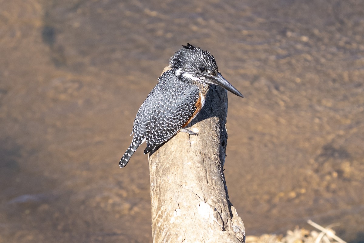 Рибалочка-чубань африканський - ML644514350