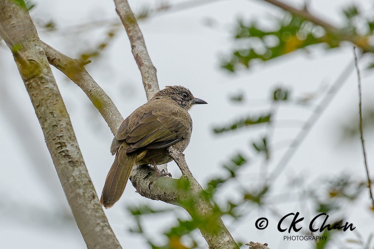 Olive-winged Bulbul - ML644514360