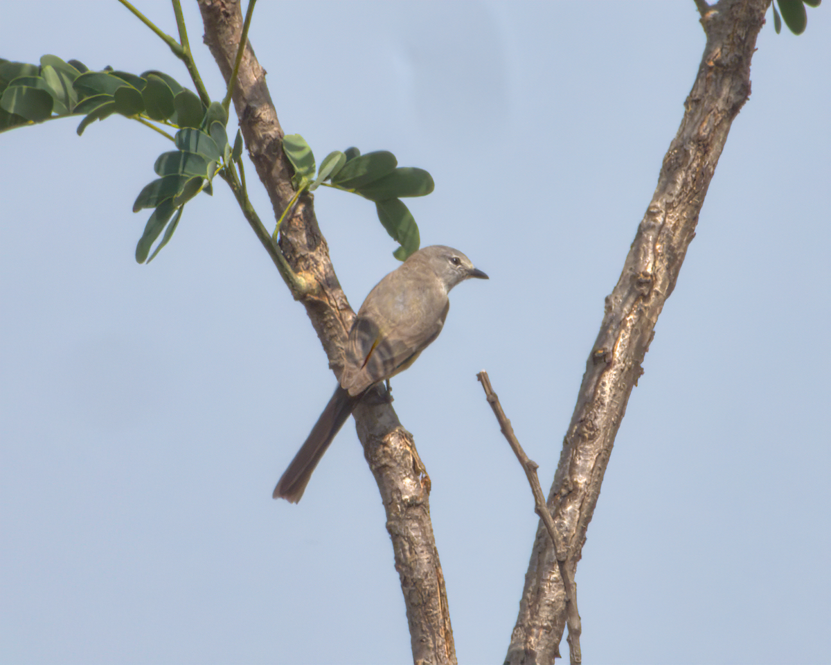 Zwergmennigvogel - ML644514364