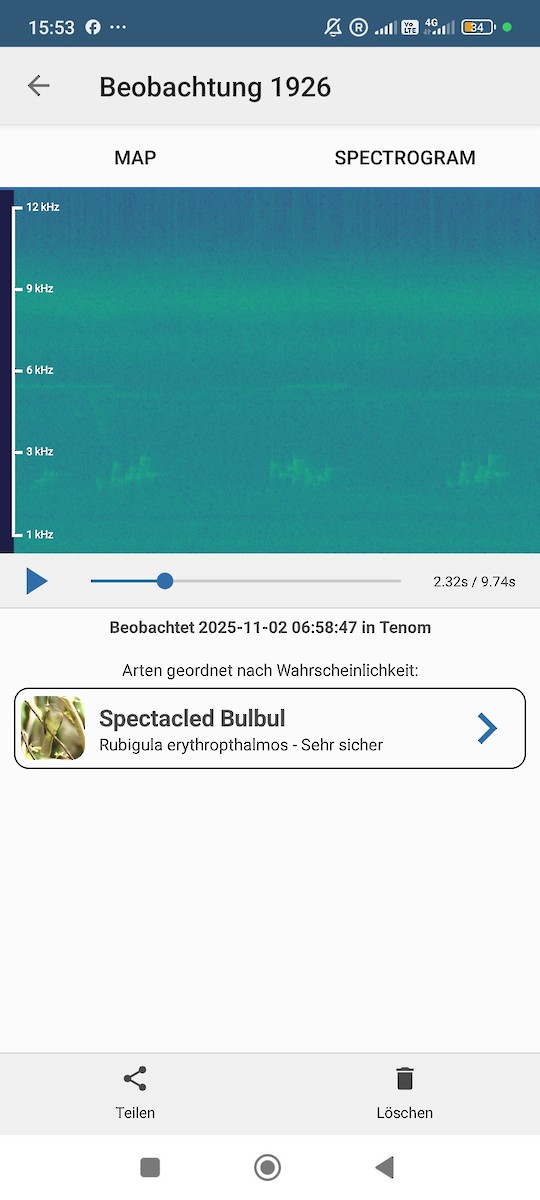 Spectacled Bulbul - ML644514365