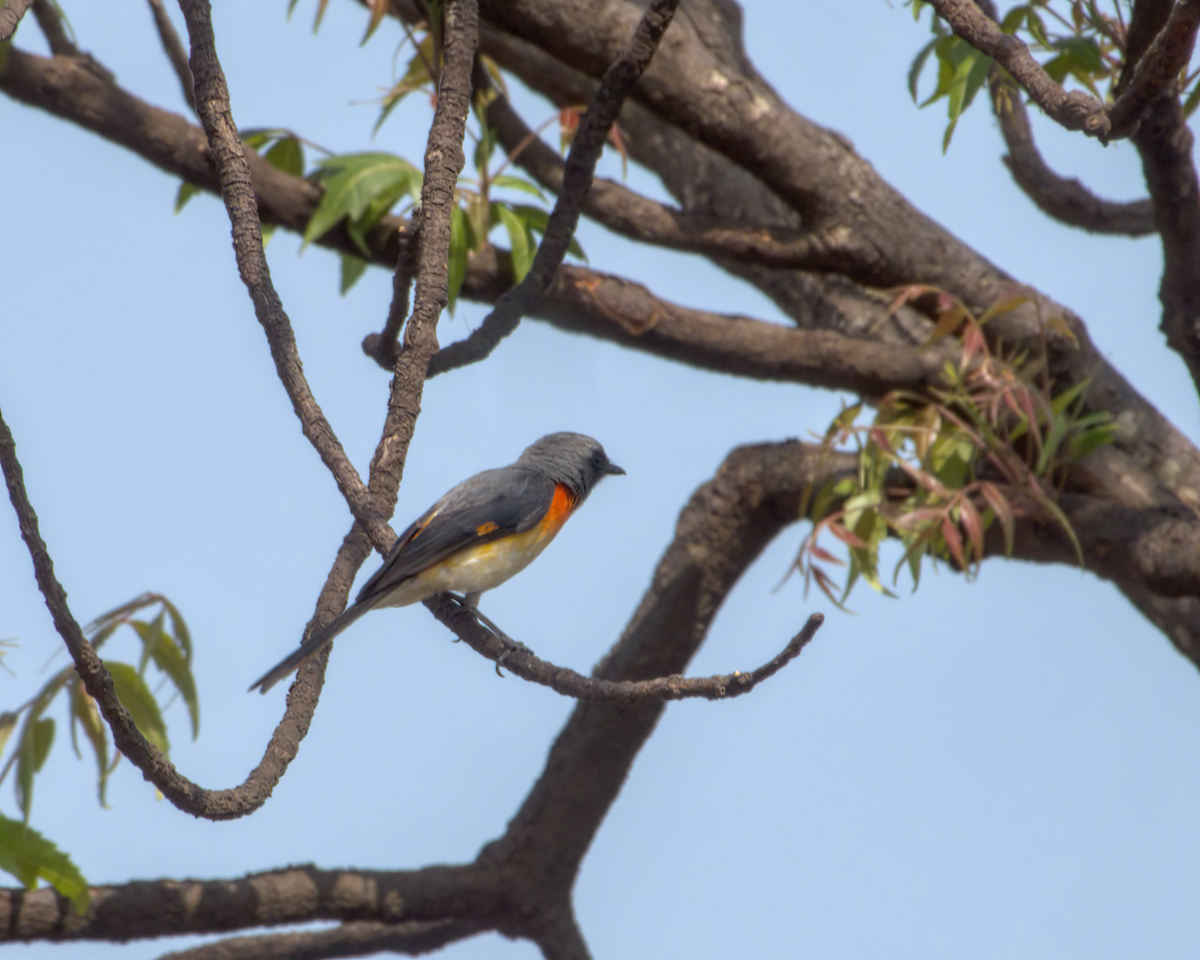 Zwergmennigvogel - ML644514366