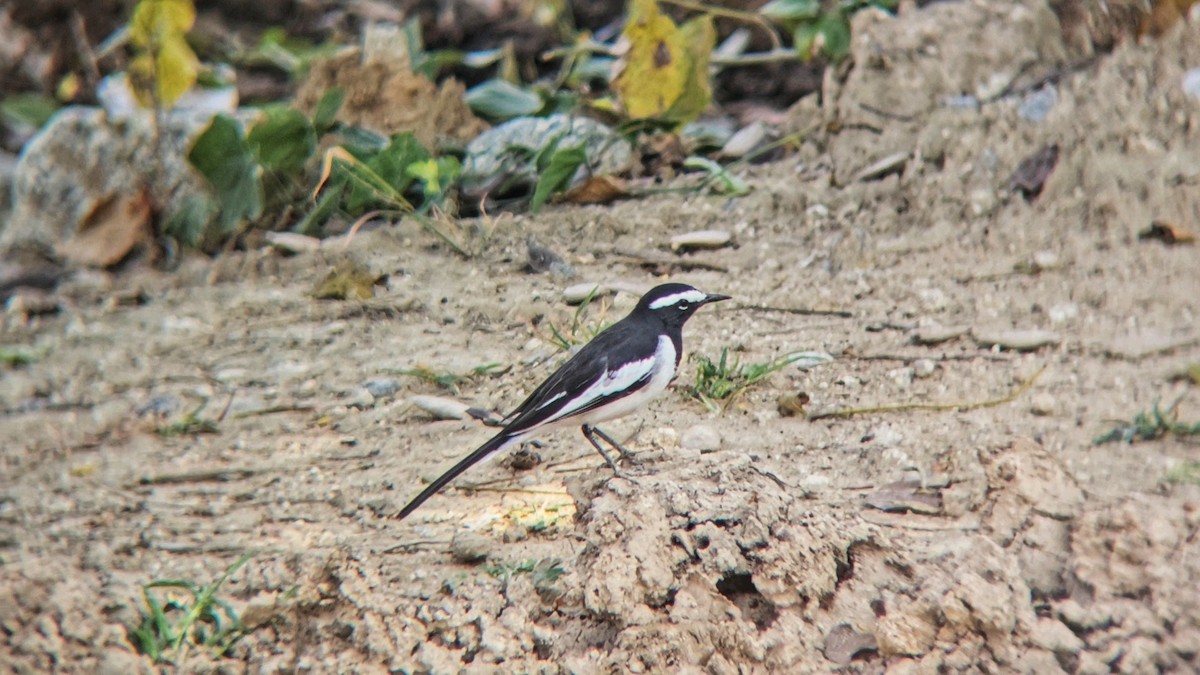 Buztanikara pinto indiarra - ML644514368