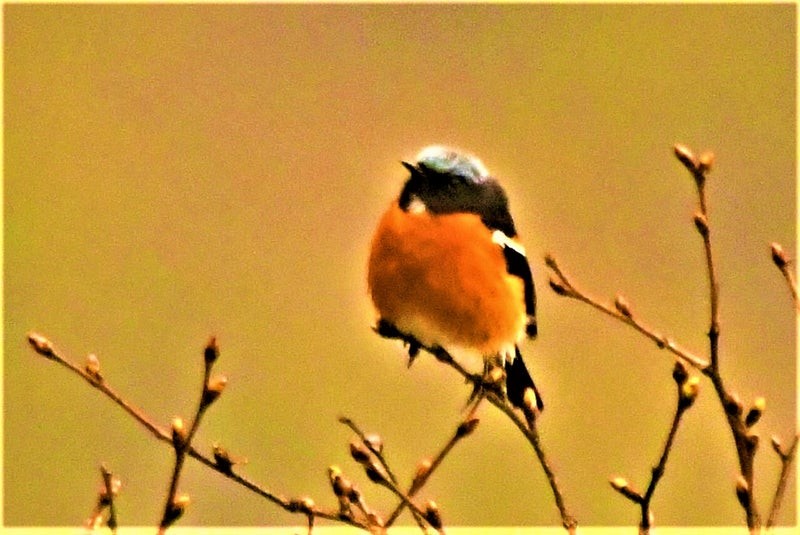 White-throated Redstart - ML644514380