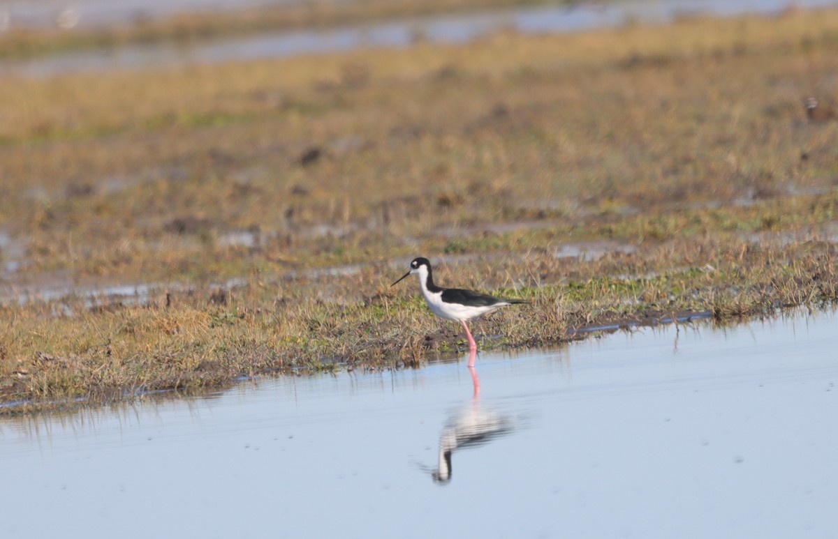 pisila černokrká - ML644514381