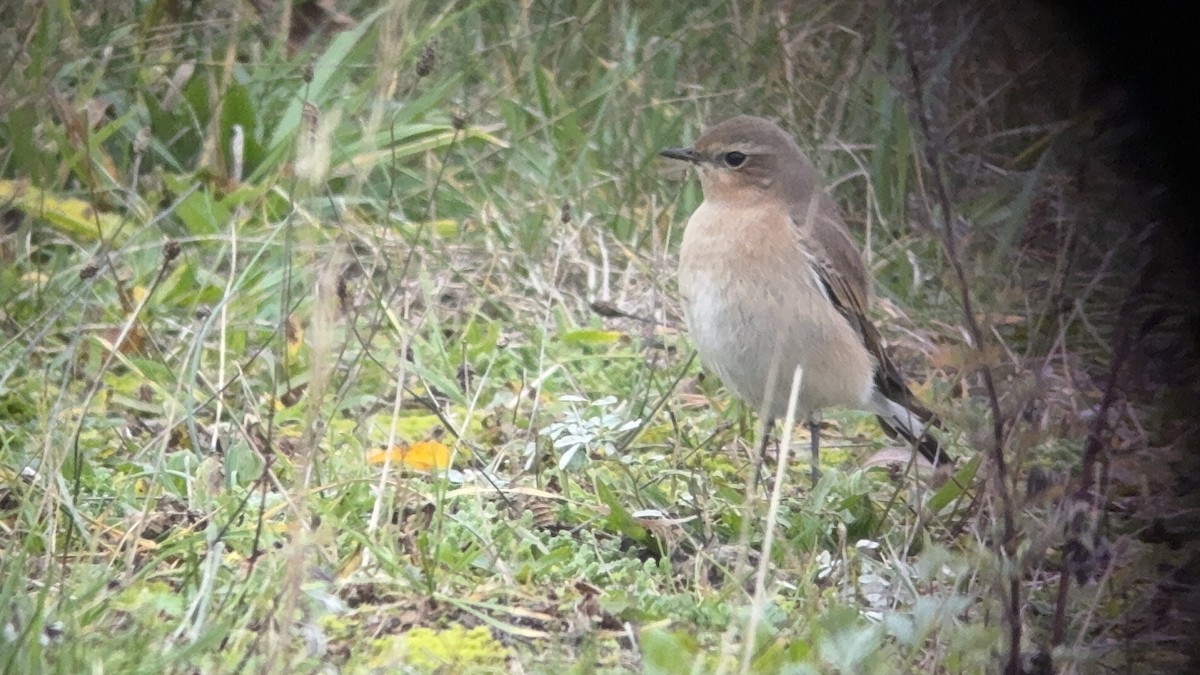 Northern Wheatear - ML644514389