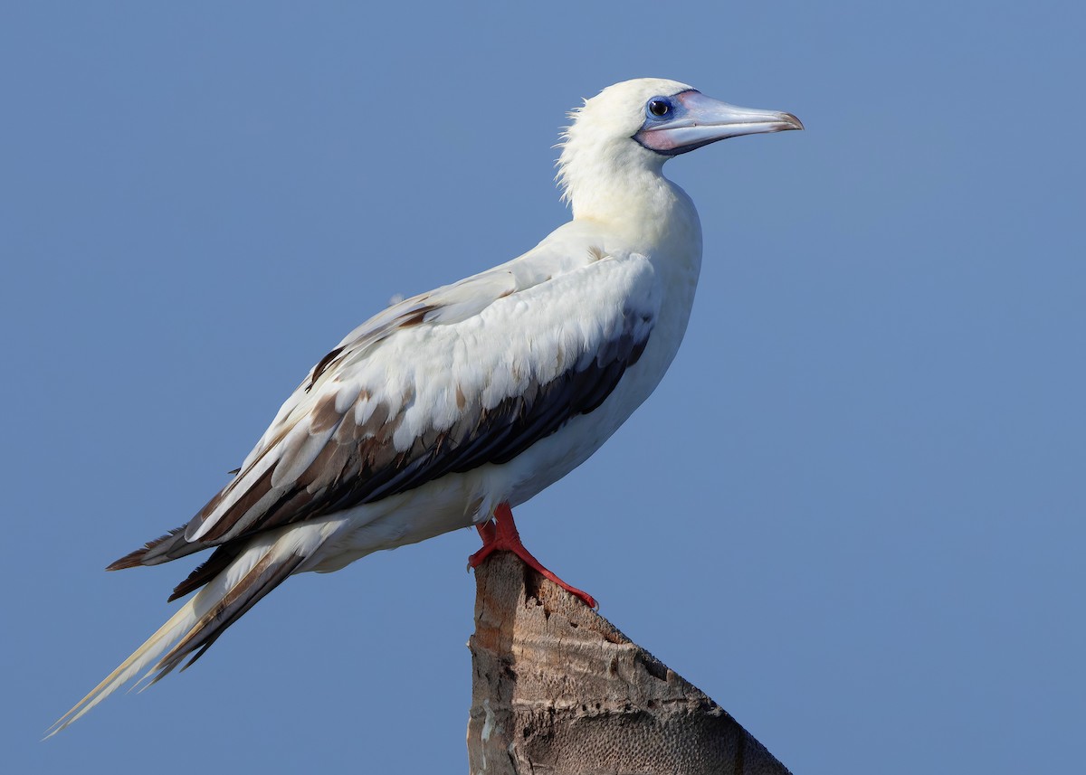 rødfotsule (rubripes) - ML644514404