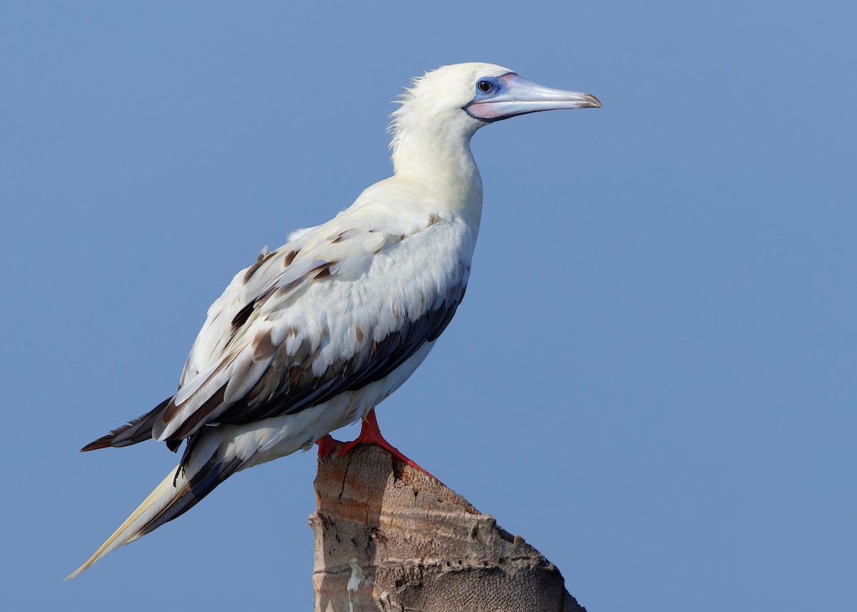 rødfotsule (rubripes) - ML644514405