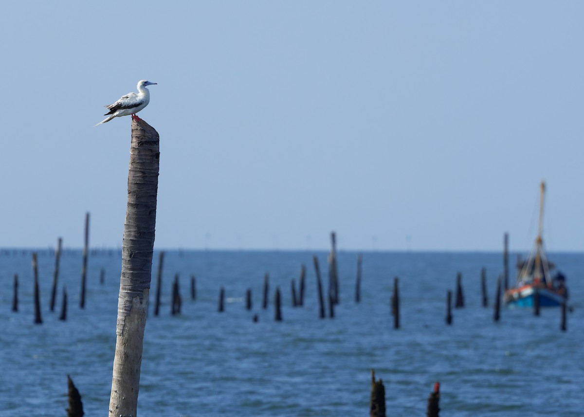 rødfotsule (rubripes) - ML644514407