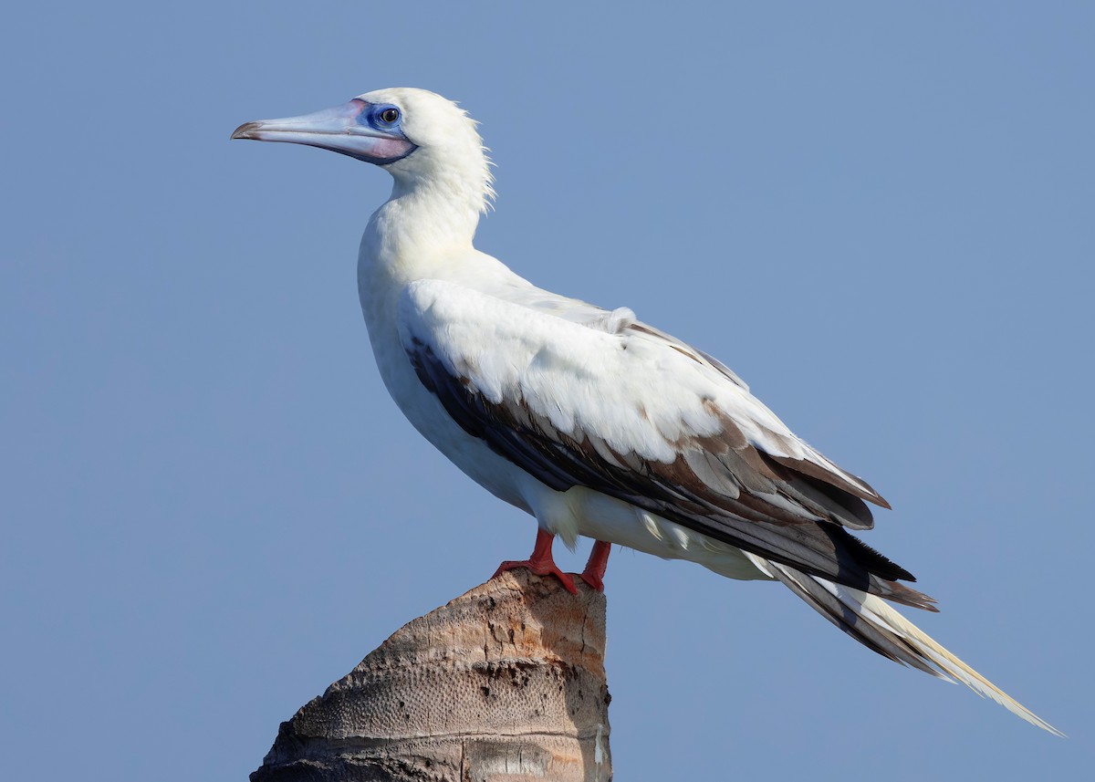 rødfotsule (rubripes) - ML644514408