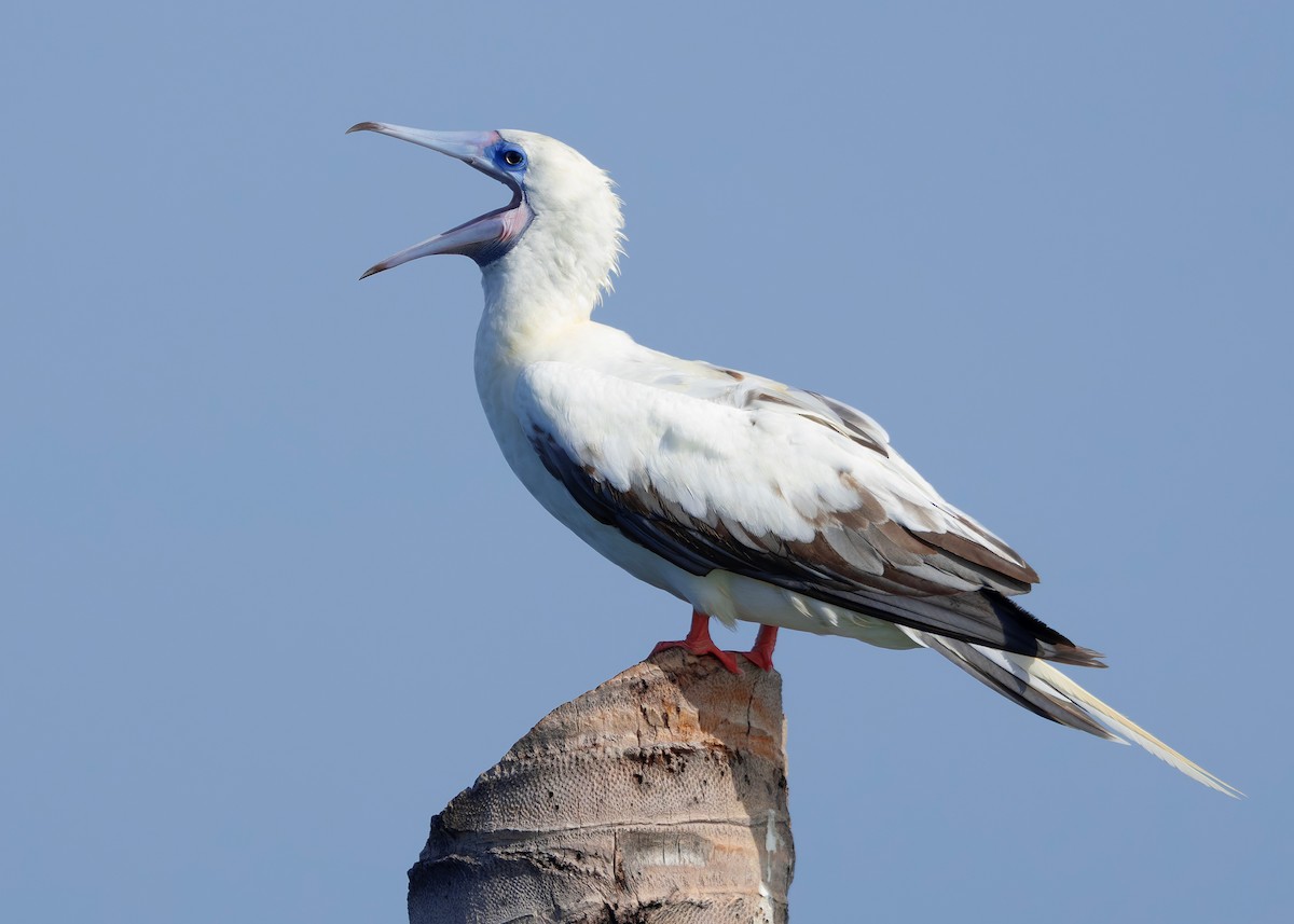 rødfotsule (rubripes) - ML644514410