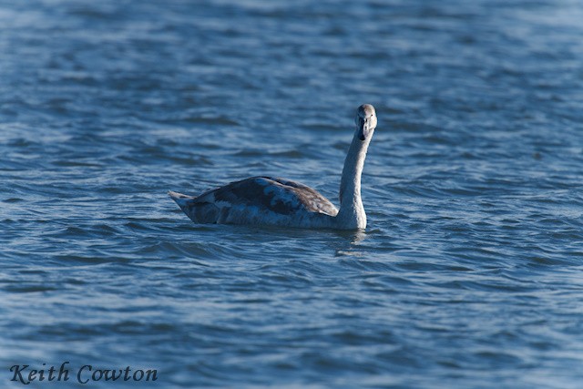 Mute Swan - ML644514433