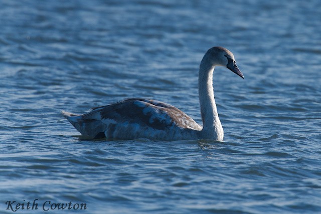 Mute Swan - ML644514434