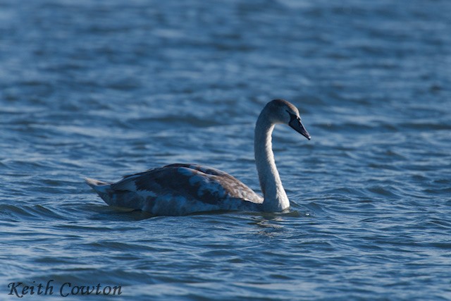 Mute Swan - ML644514435