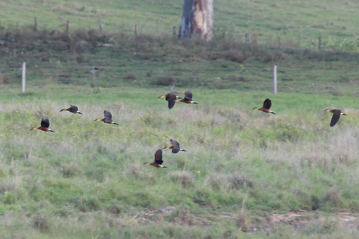 hetteplystreand - ML644514443