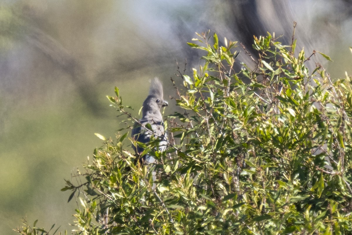 Gray Go-away-bird - ML644514446