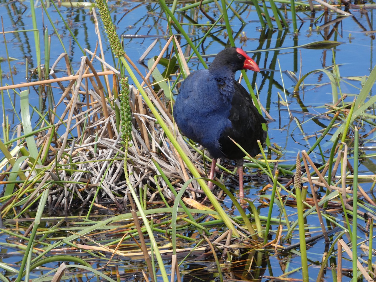 Султанка австралійська - ML644514449