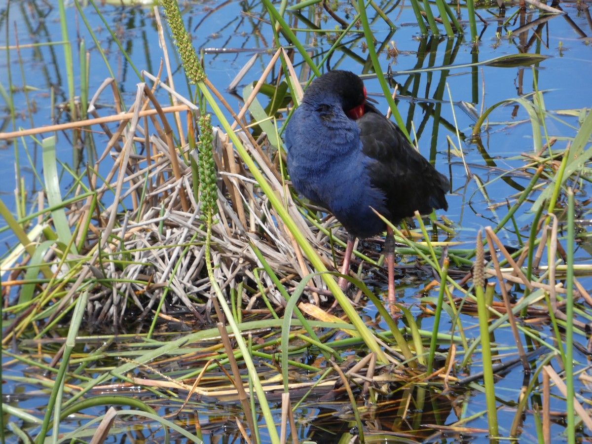 Султанка австралійська - ML644514450