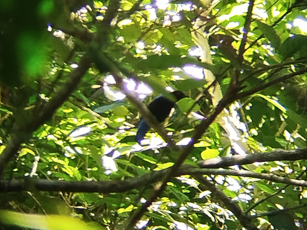 Asian Fairy-bluebird - ML644514474