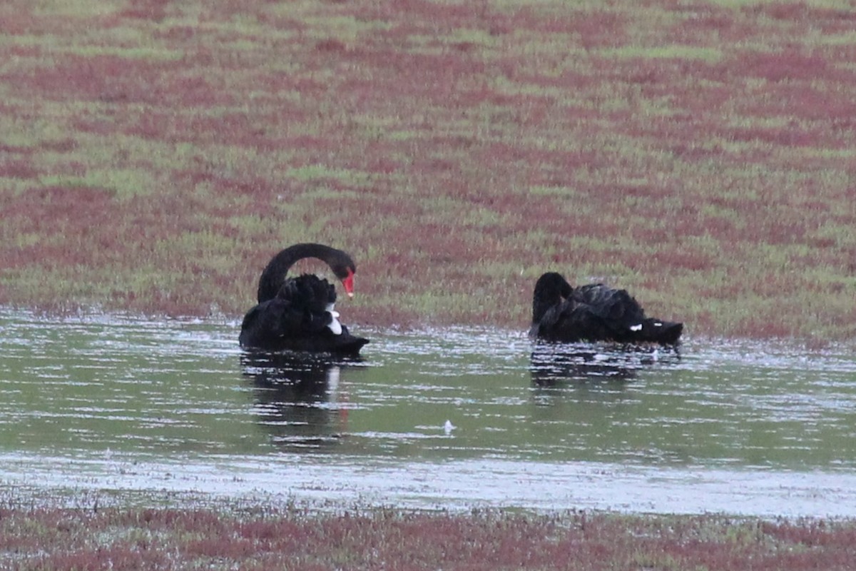 Black Swan - ML644514477