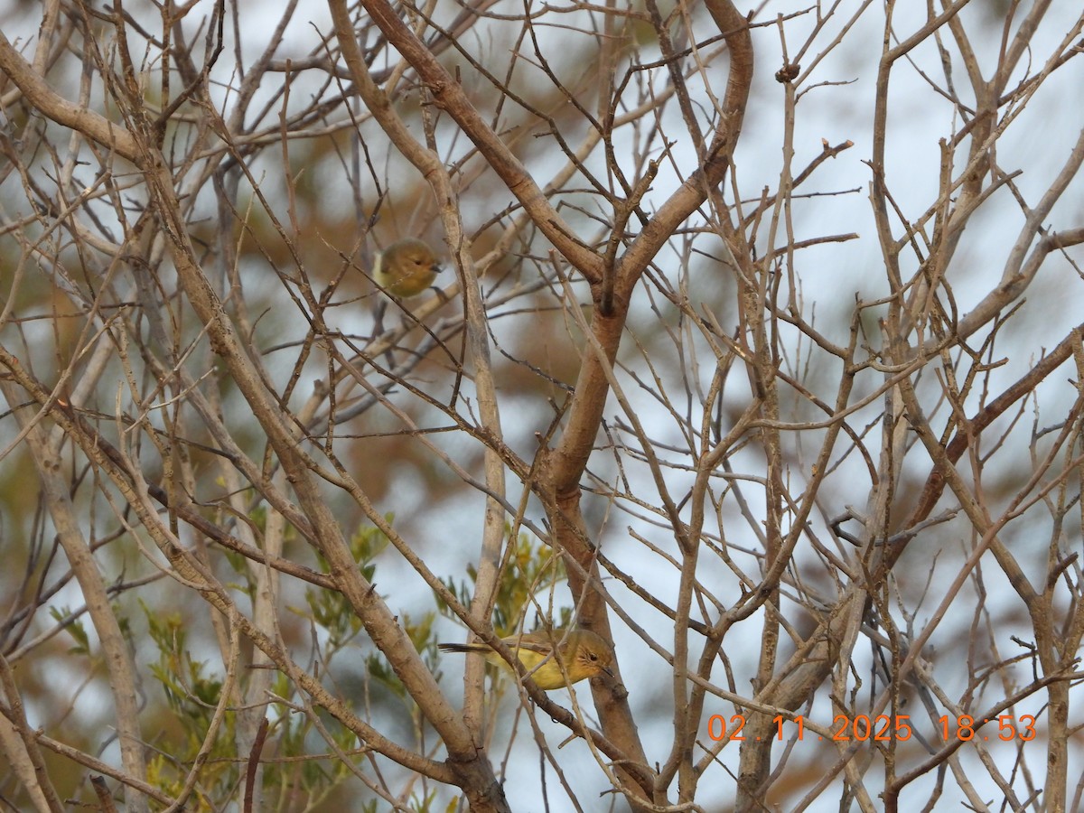 Gelbbauch-Dornschnabel - ML644514478