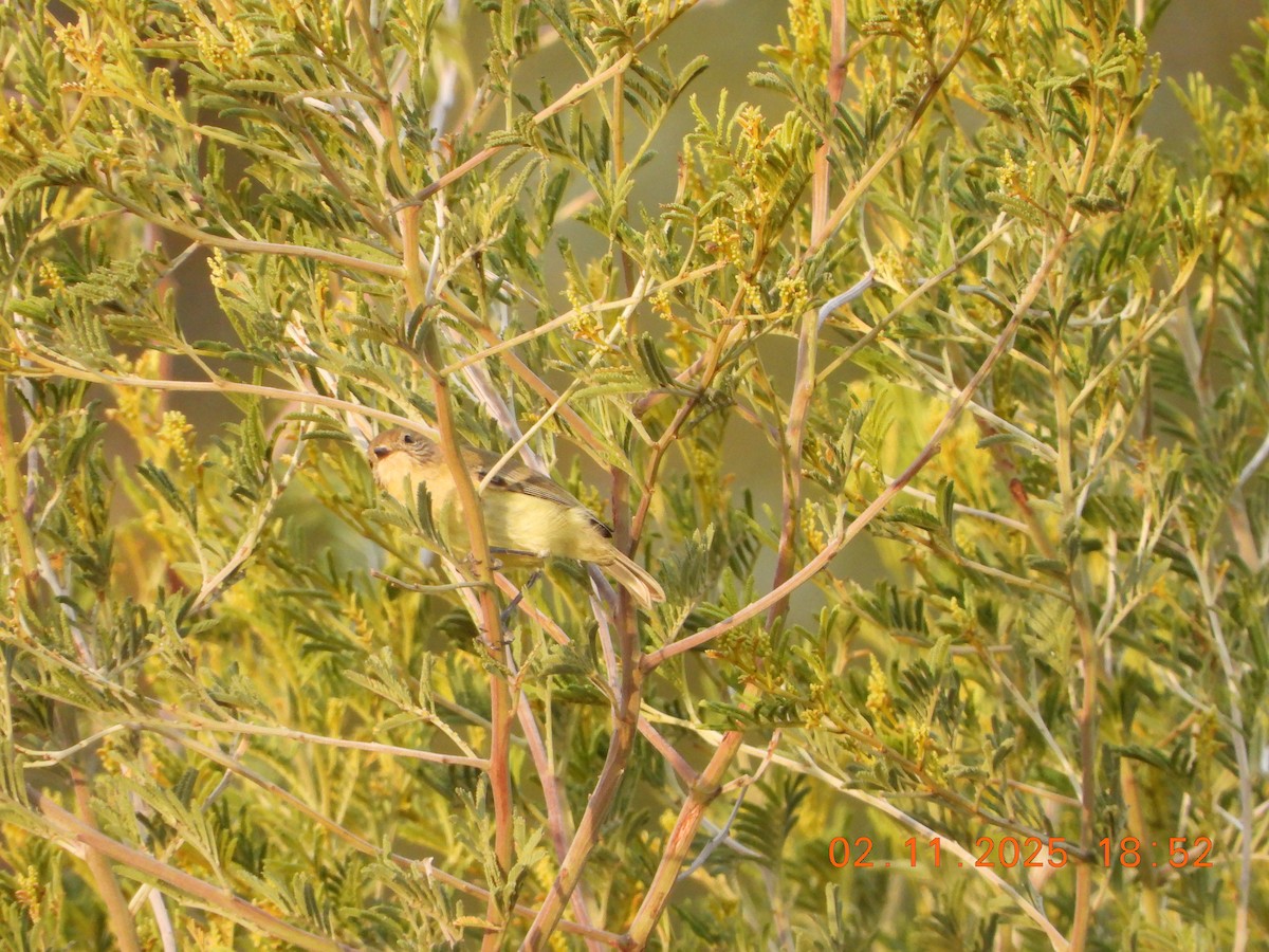 Gelbbauch-Dornschnabel - ML644514482