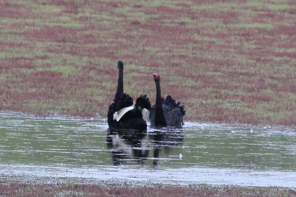 Black Swan - ML644514484