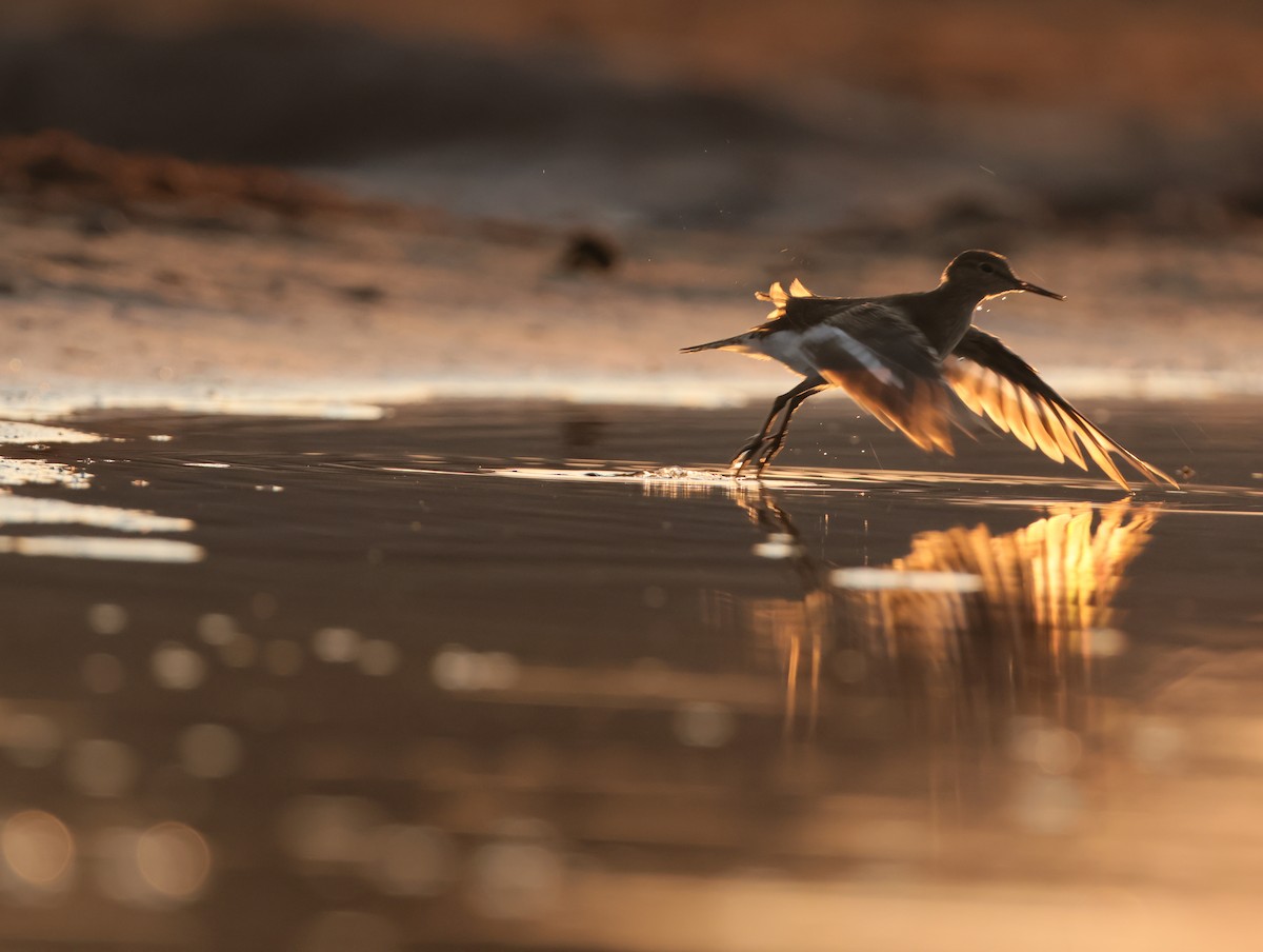 Common Sandpiper - ML644514485