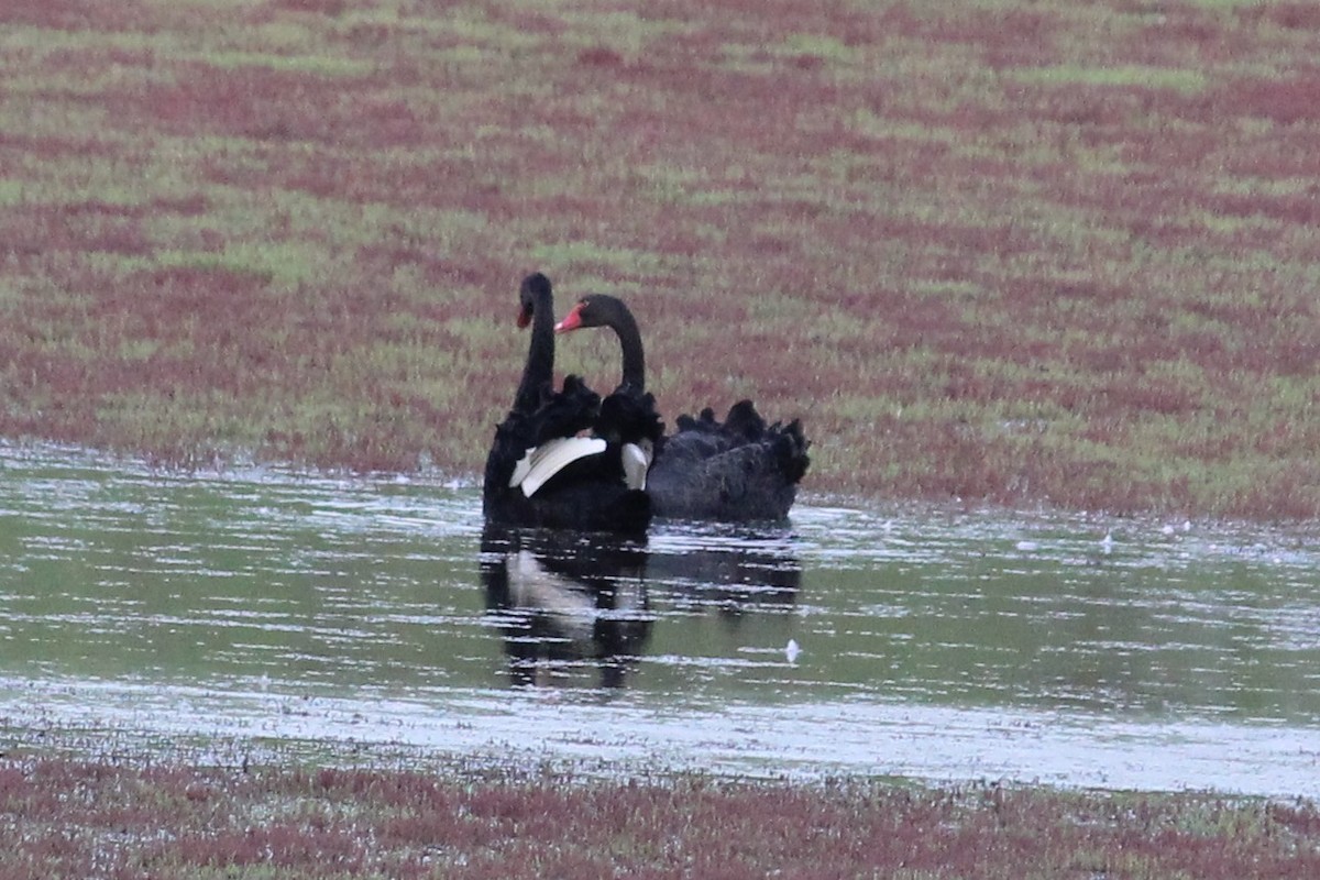 Black Swan - ML644514490