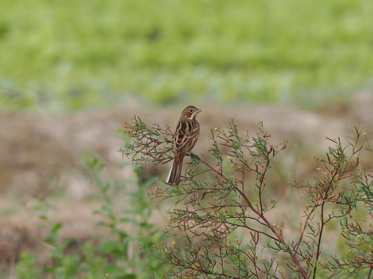 rødkinnspurv - ML644514494