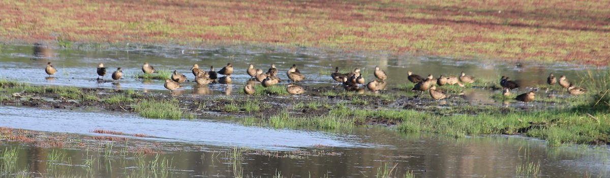 Gray Teal - ML644514502