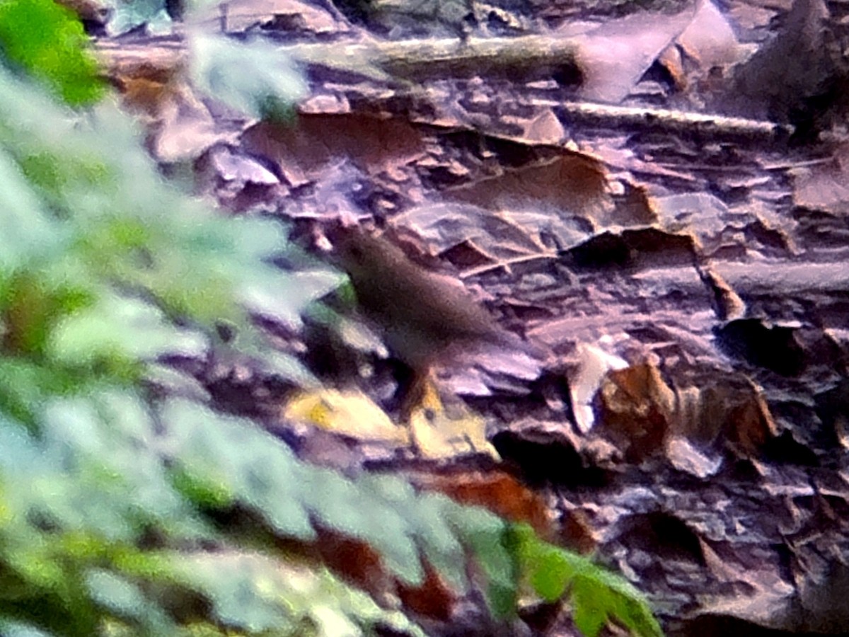 זמיר תכול - ML644514507