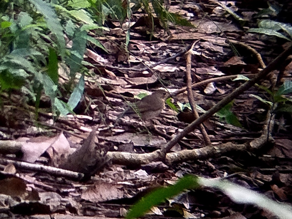 זמיר תכול - ML644514508