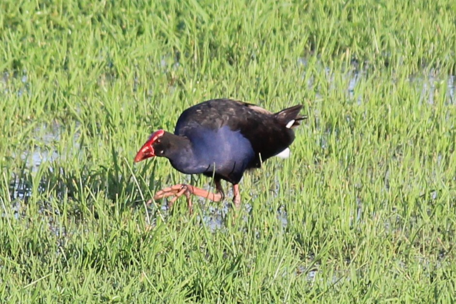 Султанка австралійська - ML644514520