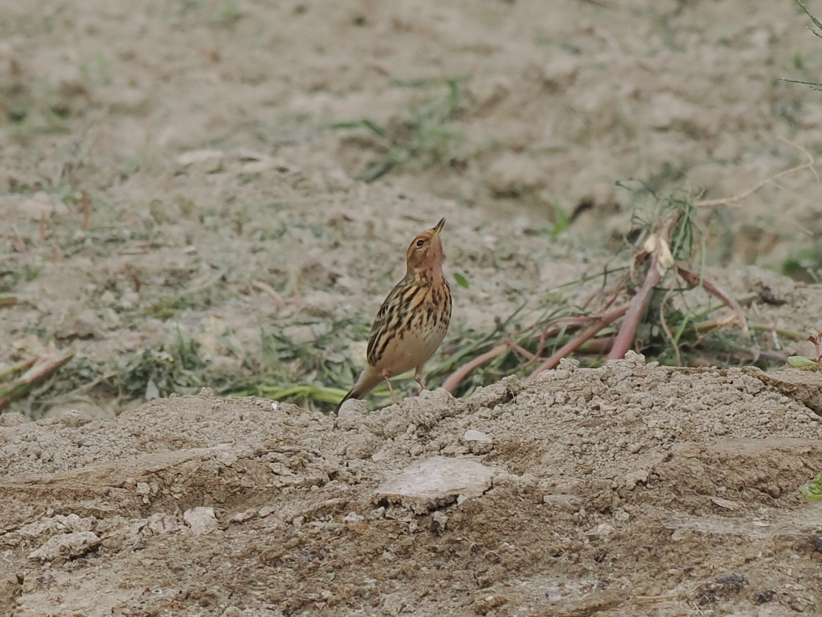 Зосон гүеэт шийхнүүхэй - ML644514521