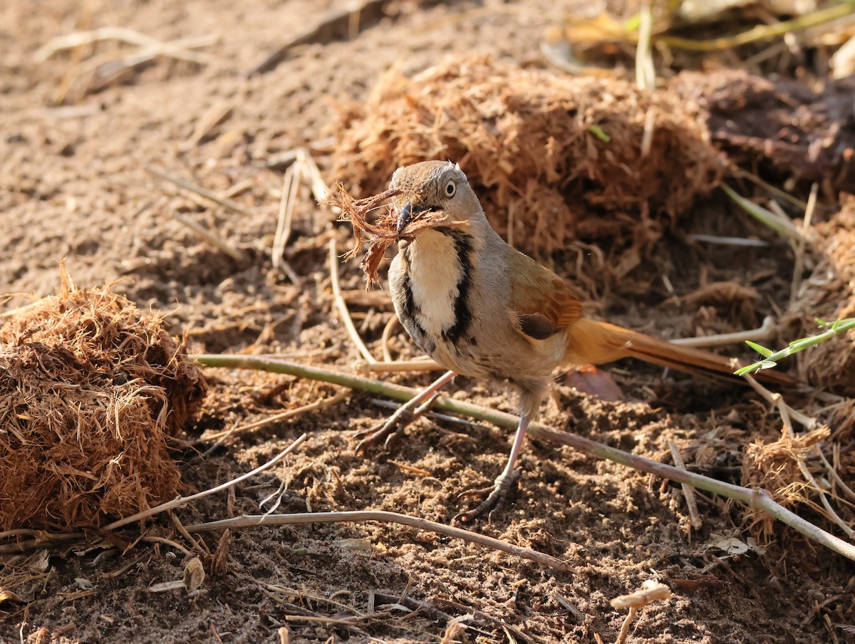 Collared Palm-Thrush - ML644514522