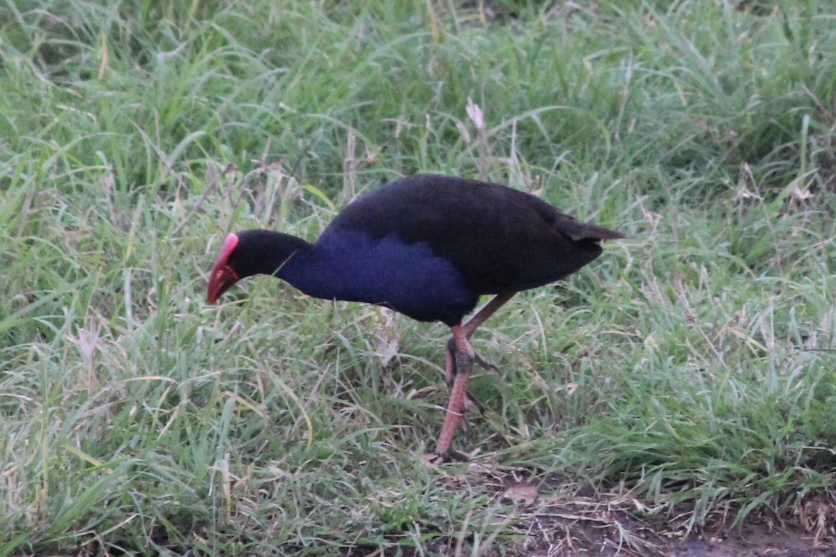 Султанка австралійська - ML644514536