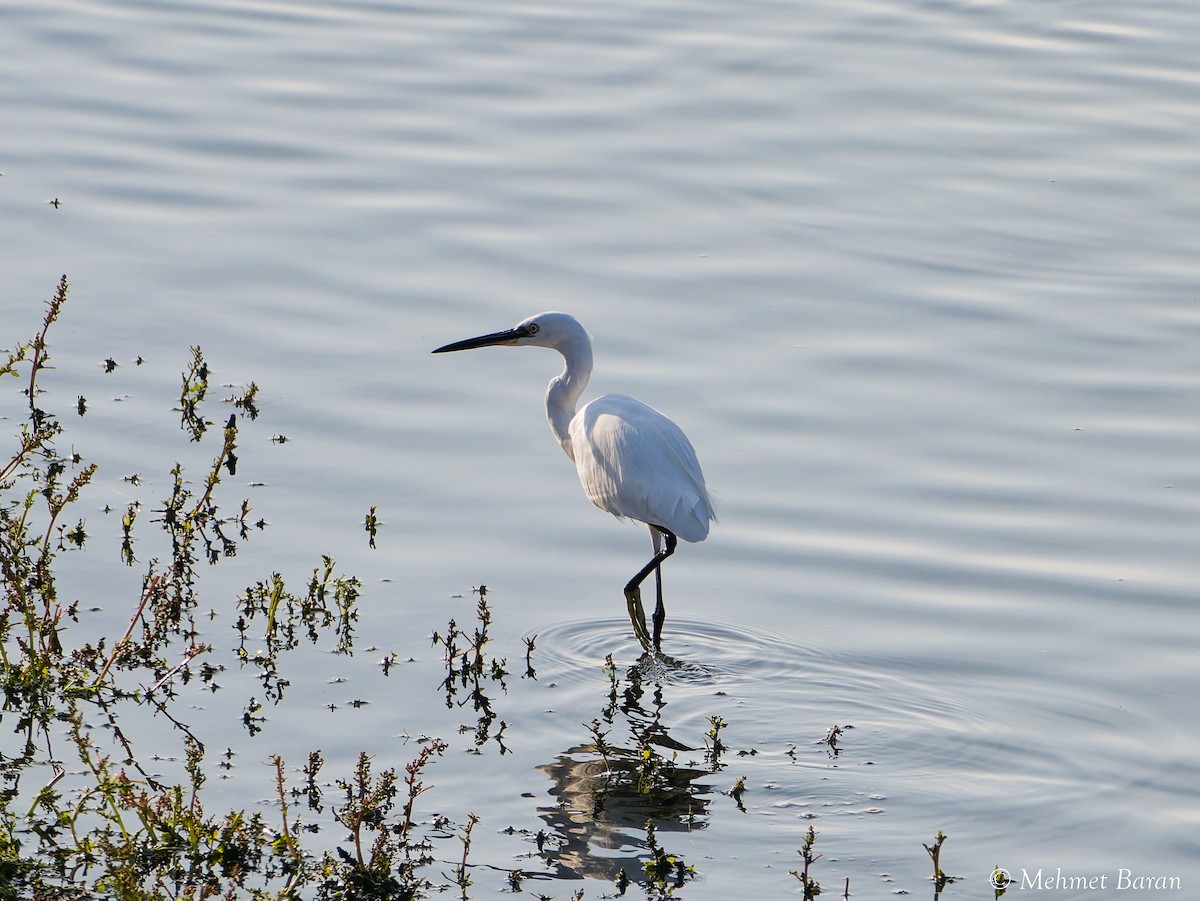 silkehegre - ML644514538