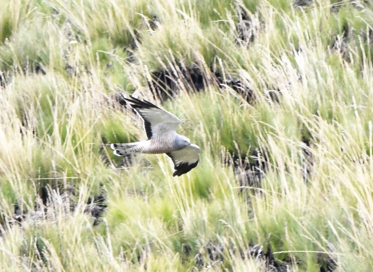 アンデスチュウヒ - ML644514547