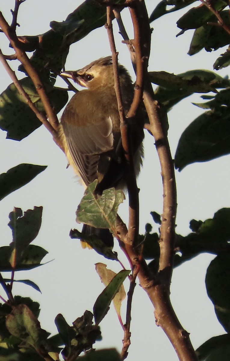 Cedar Waxwing - ML644514613