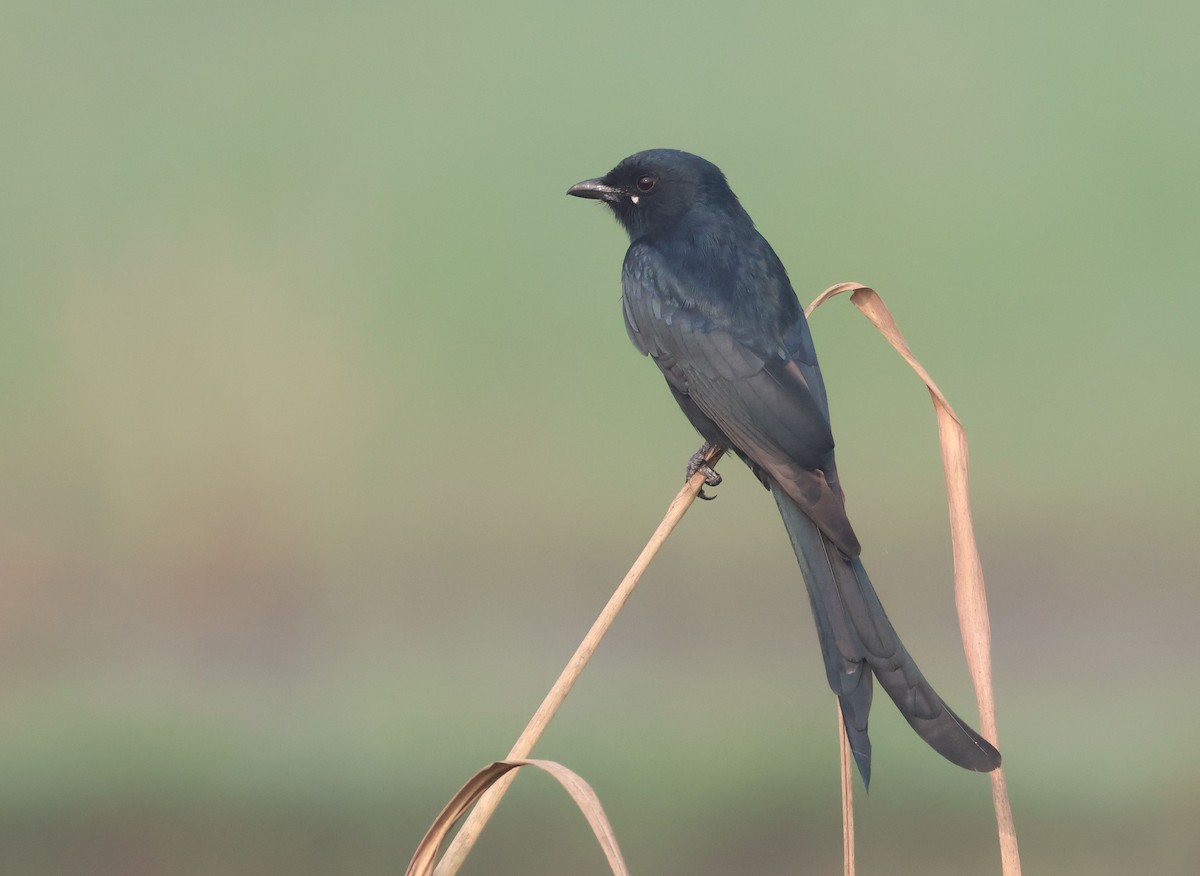 drongo černý - ML644514614