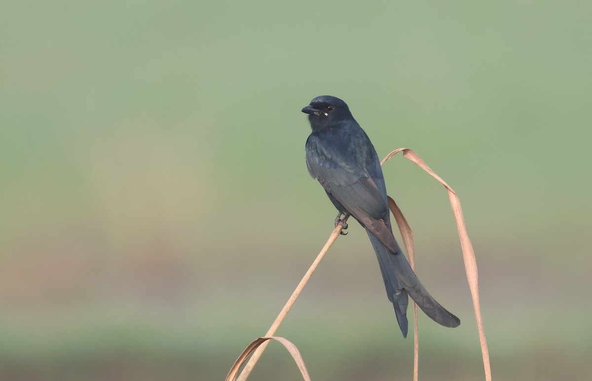 drongo černý - ML644514615