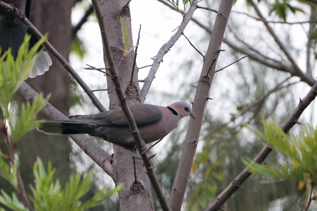 rødøyedue - ML644514617